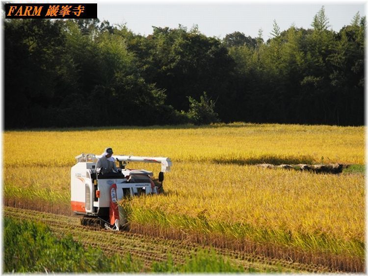 2016年コシヒカリ収穫.jpg