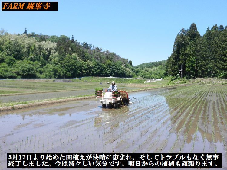 田植えⅢ.jpg