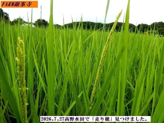 FARM巌峯寺ブログ
